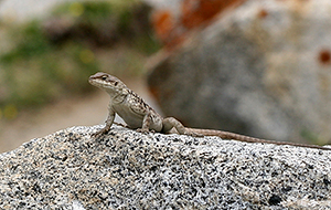 Laudakia erythrogastra